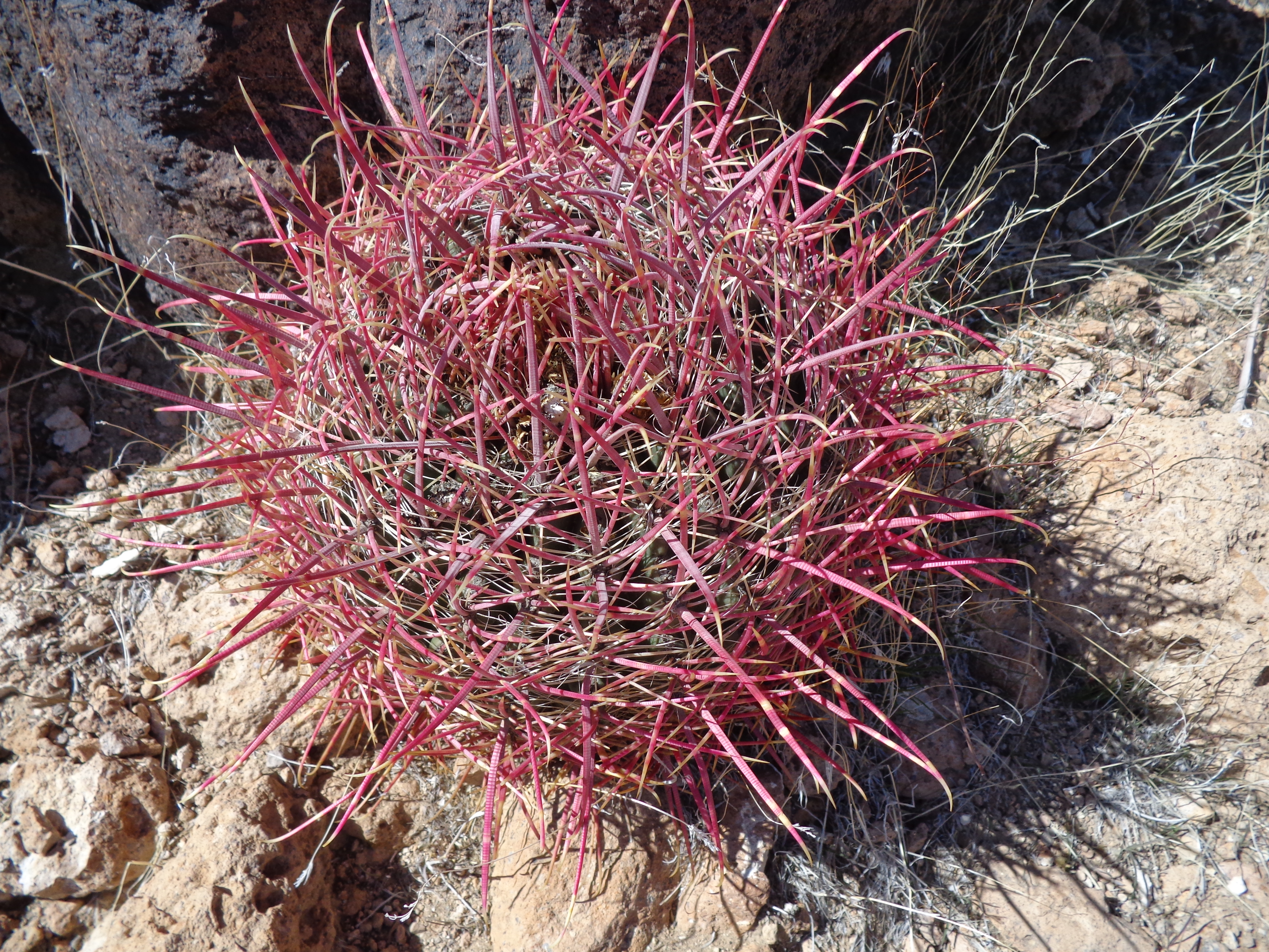 California Red Barrel Cactus