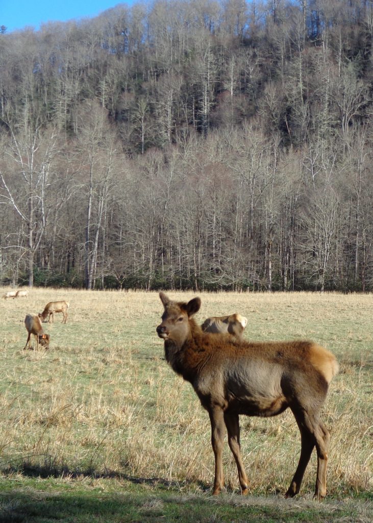 Elk in Cataloochee, Great Smoky Mountains National Park