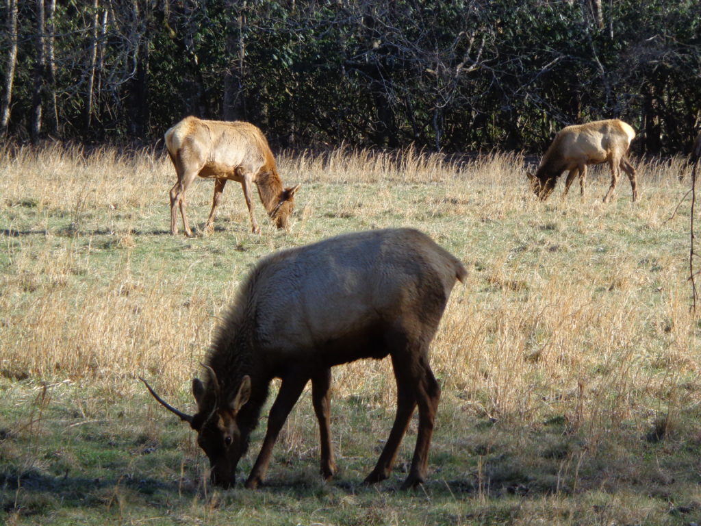 Elk in Cataloochee, Great Smoky Mountains National Park