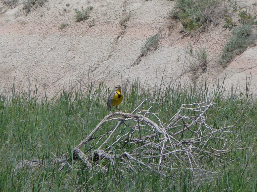 Western Meadowlark