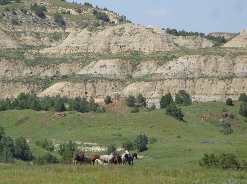 Theodore Roosevelt National Park