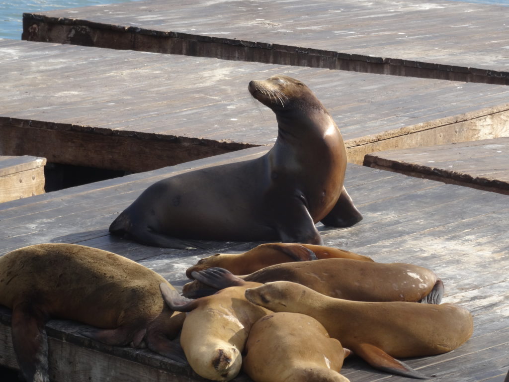 Pier 39 sea lions