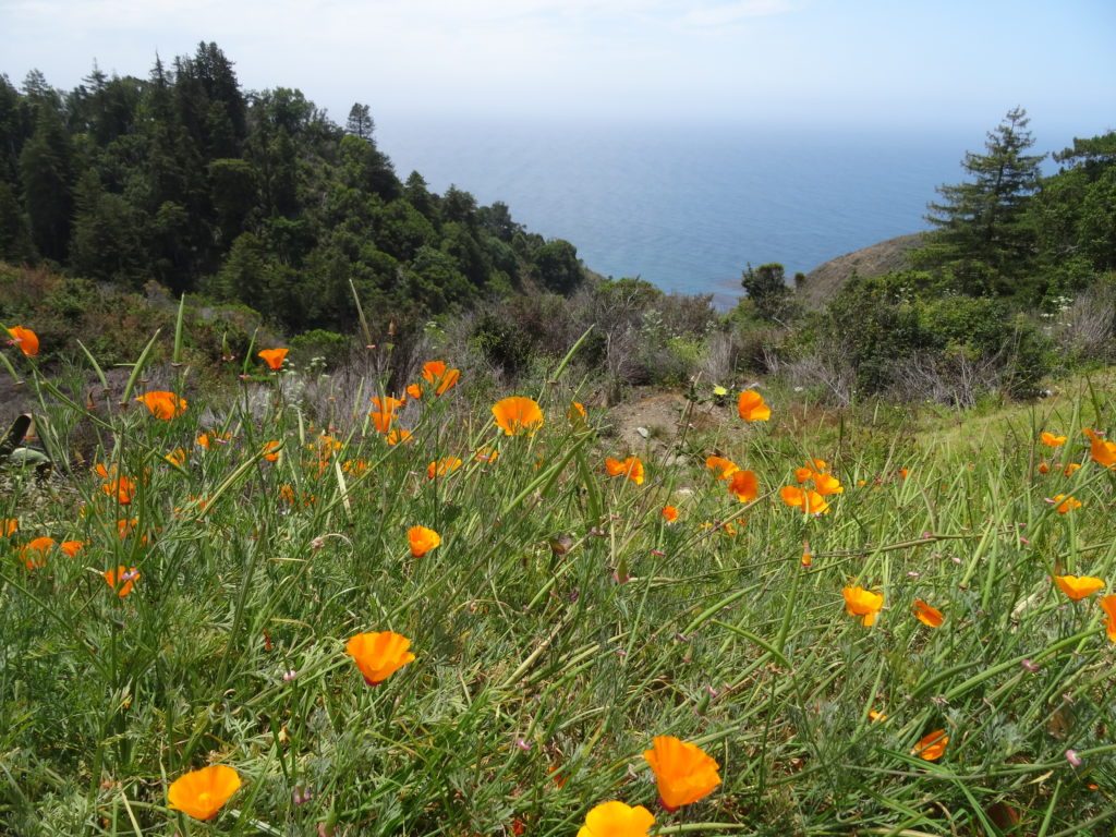 California poppies, the state flower, Big Sur Coast