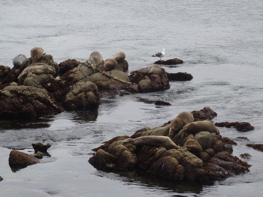 Harbor seals in Monterey