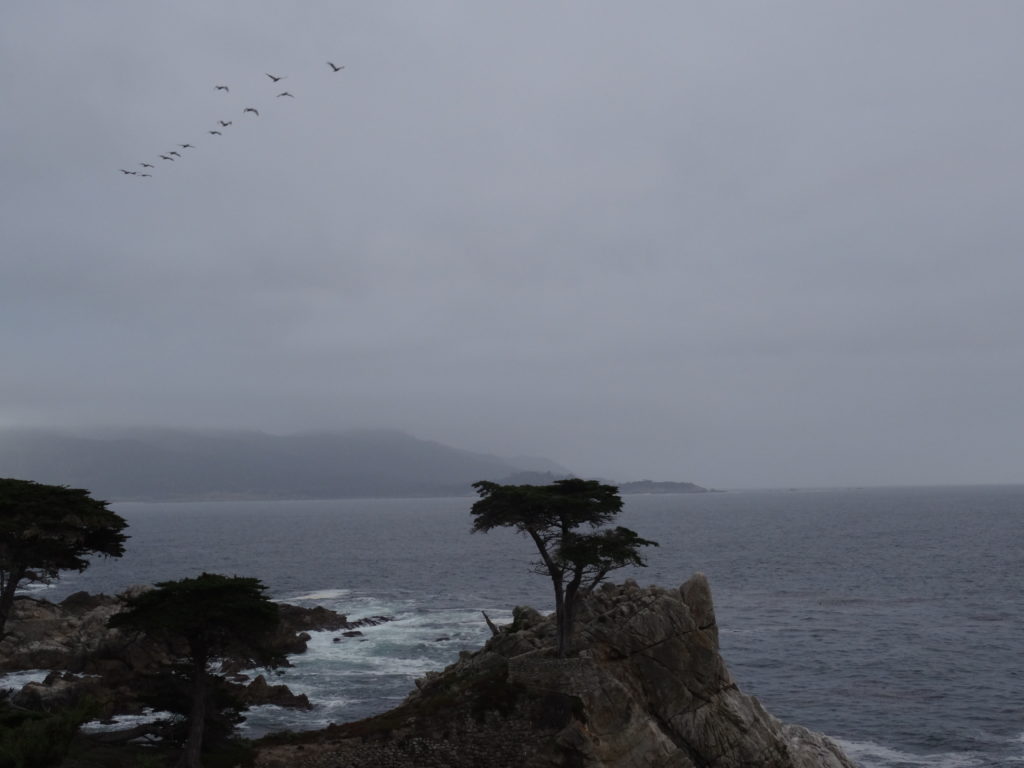 Lone Cypress