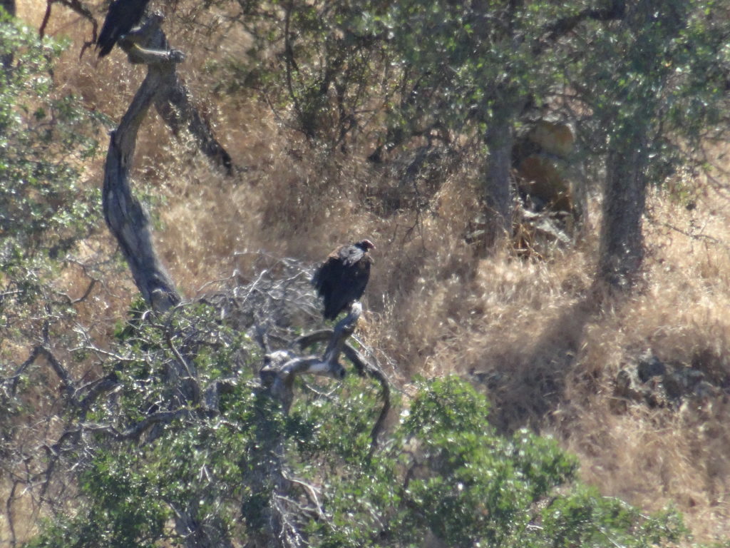 Real California condor?