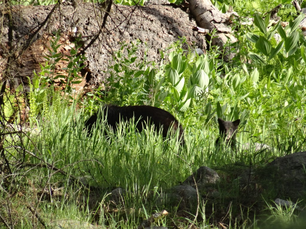 Black bear cub with its mother at Sequoia National Park