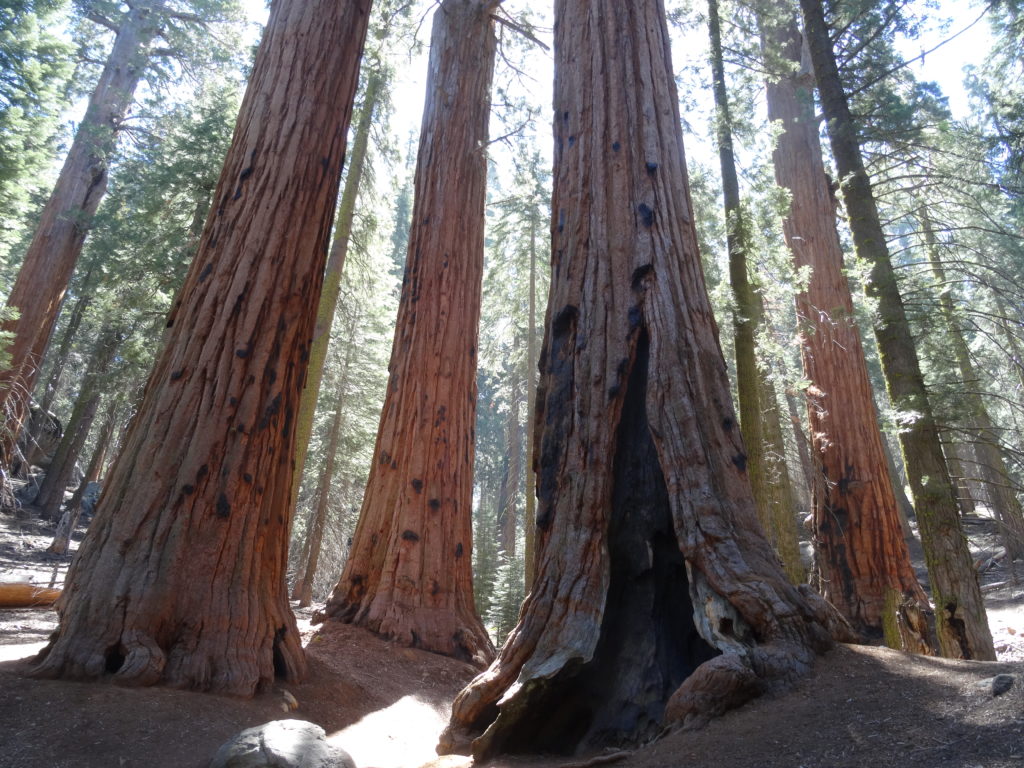 Sequoia National Park