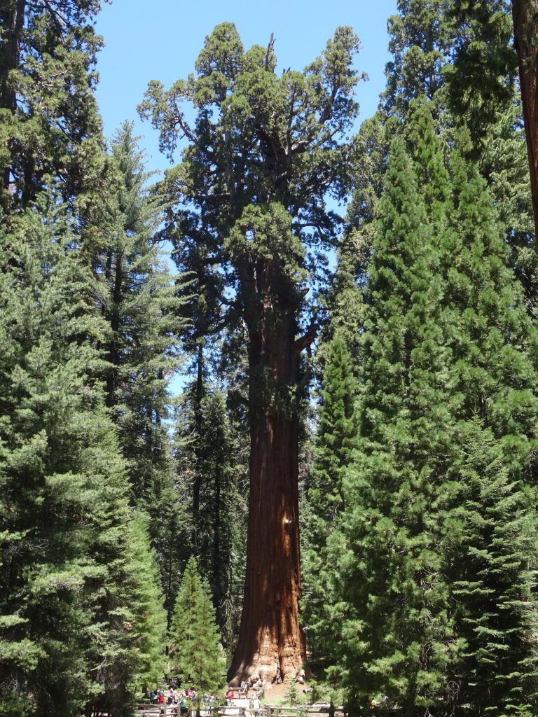 General Sherman Tree