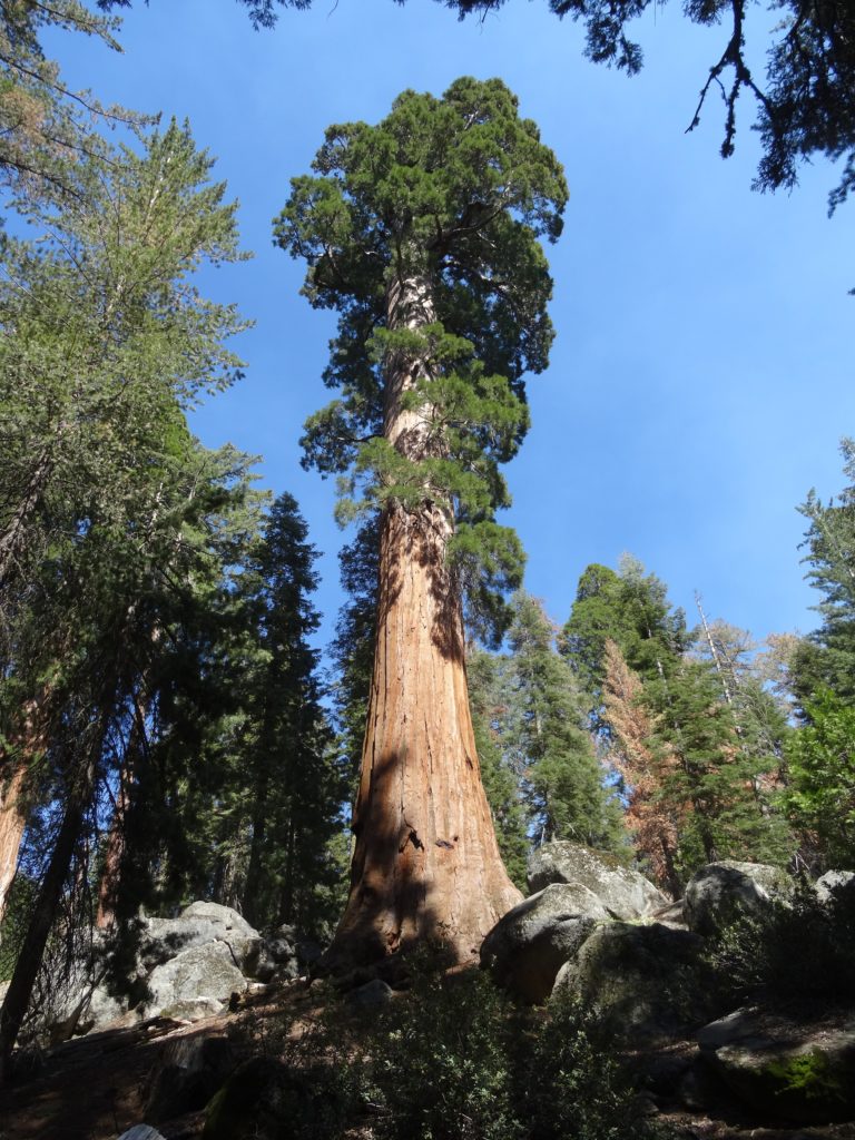 General Grant Tree, Kings Canyon National Park