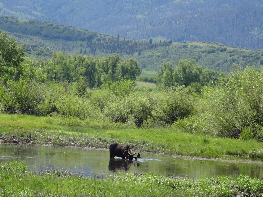 A moose near Steamboat Springs