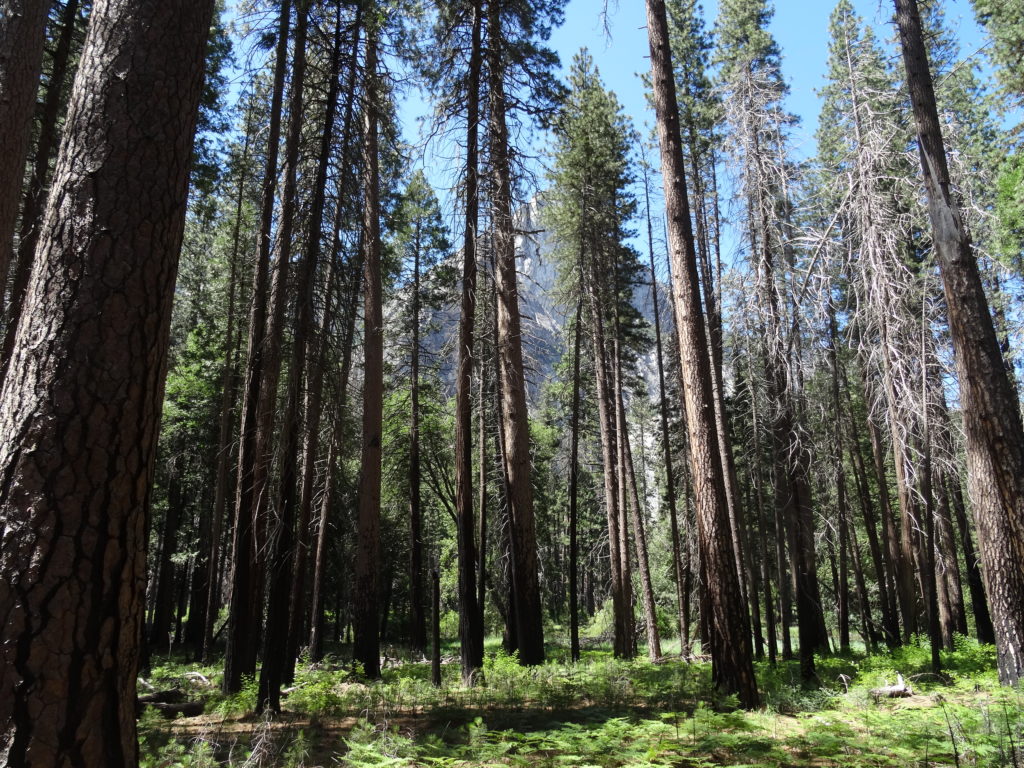 Merced River