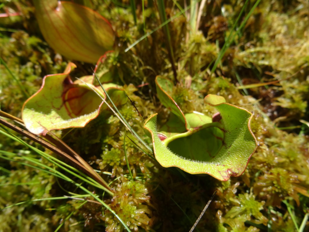 Pinhook Bog, Indiana Dunes 