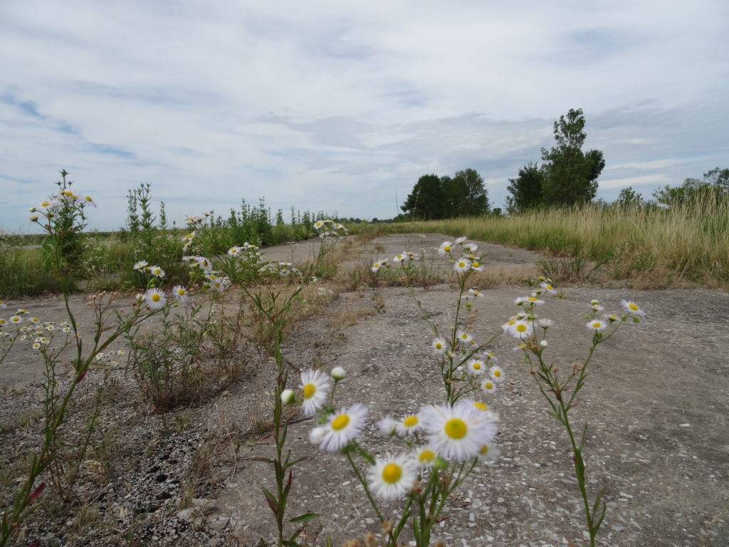 Unused old Route 66, Mount Olive