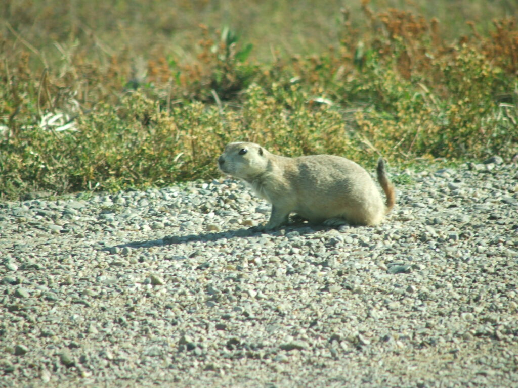 Black-tailed prairie dog