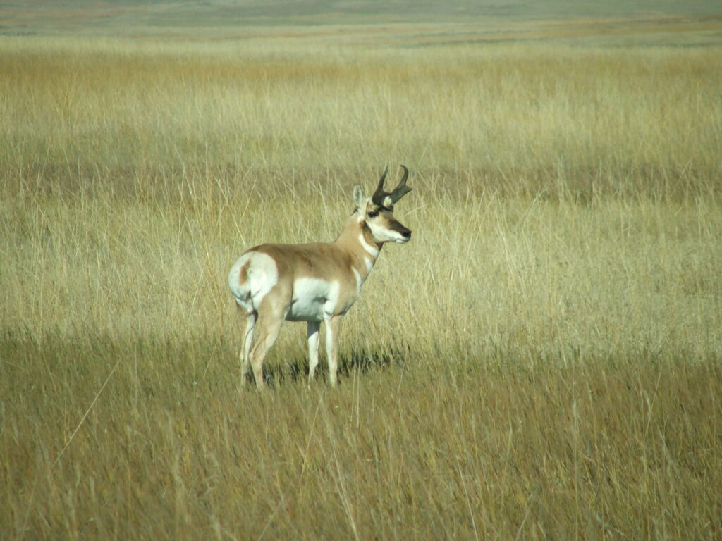 Pronghorn antelope