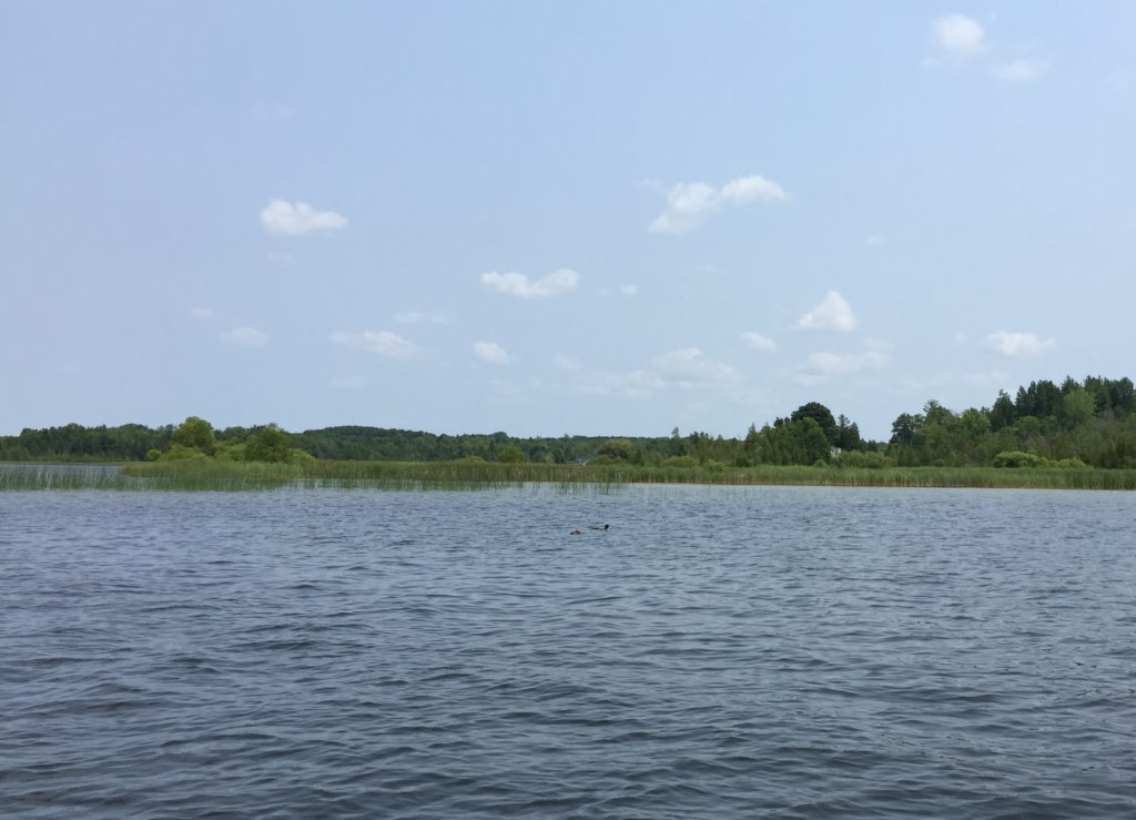 McLaren Lake, Manistee National Forest