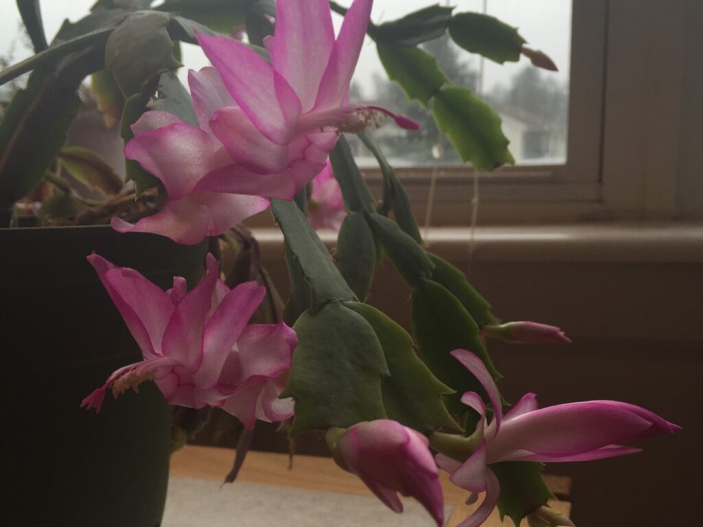 Christmas Cactus (Schlumbergera)