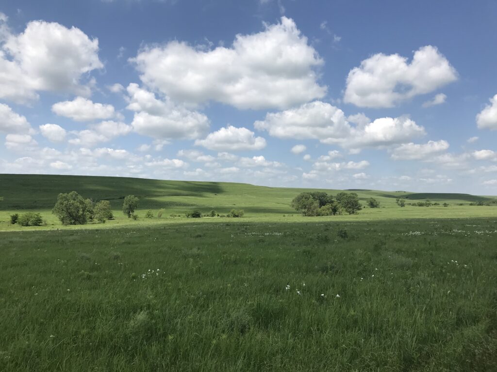 West Traps Pasture