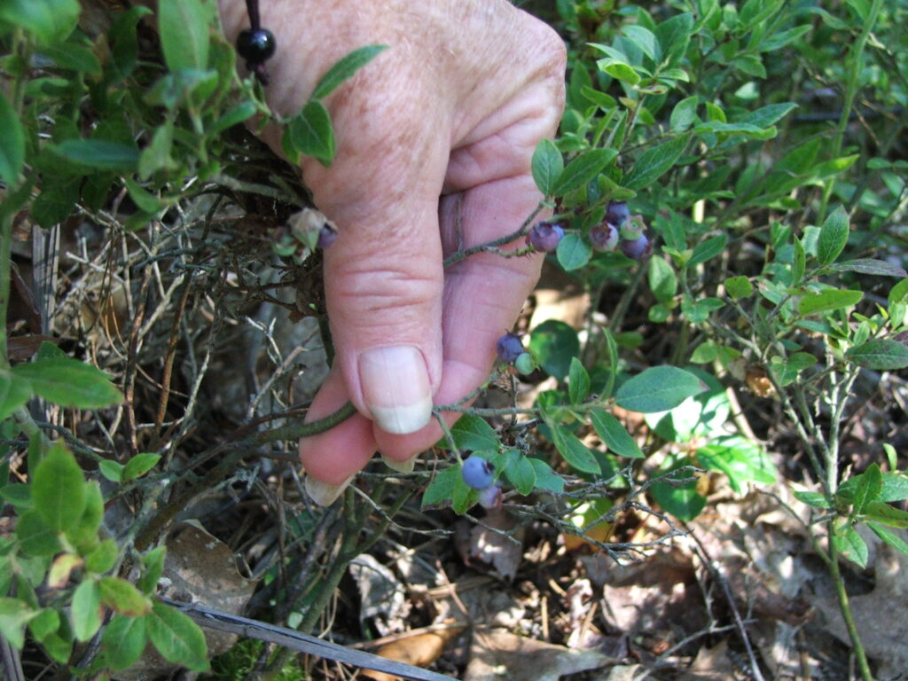 Wild Blueberries