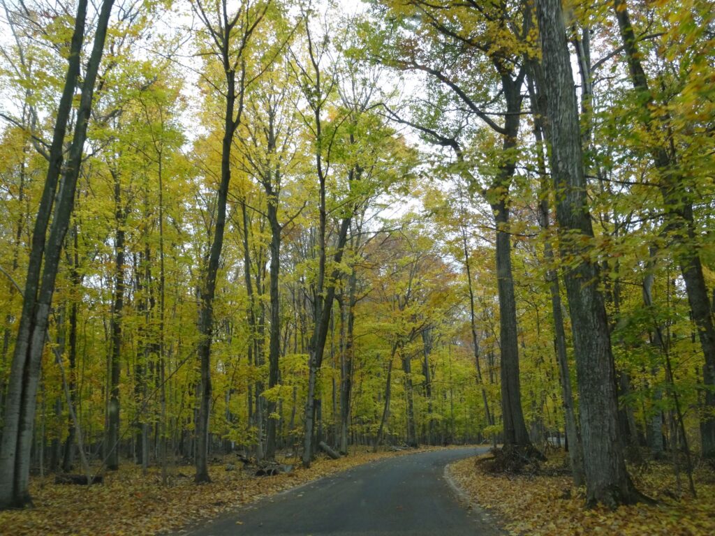 M-119 Tunnel of Trees